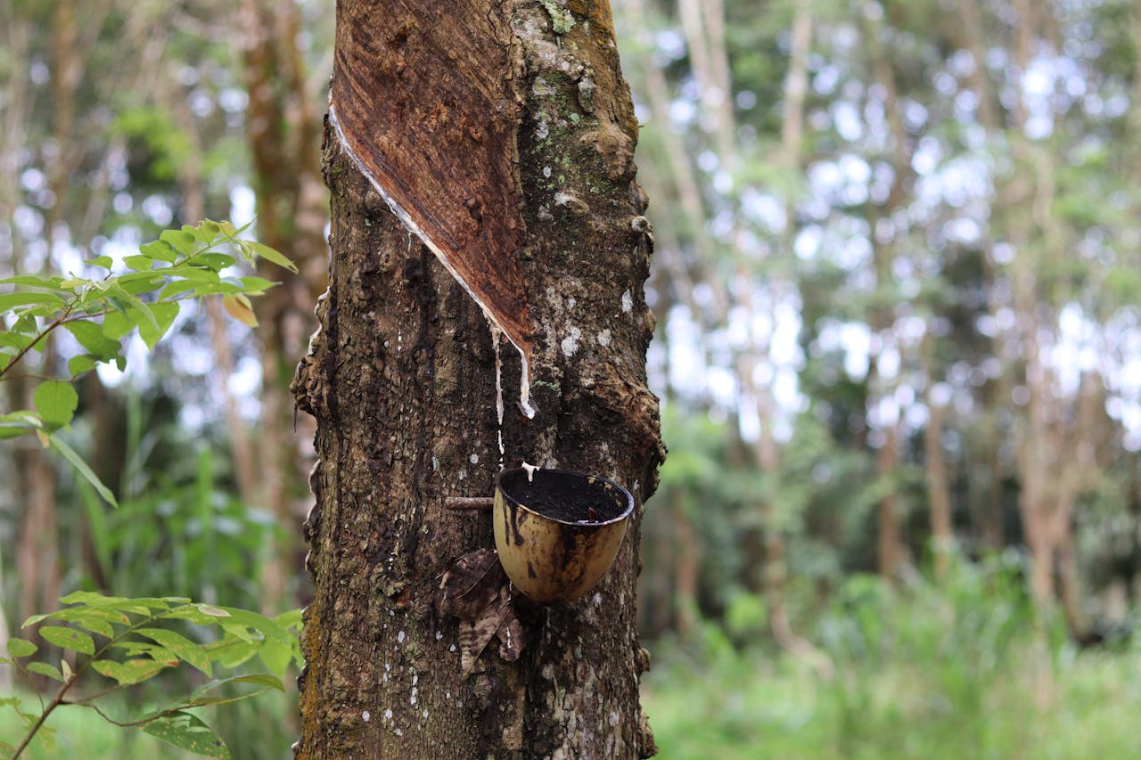 Jenis Komoditas Ekspor Perkebunan Indonesia, dari Rempah-Rempah hingga Karet